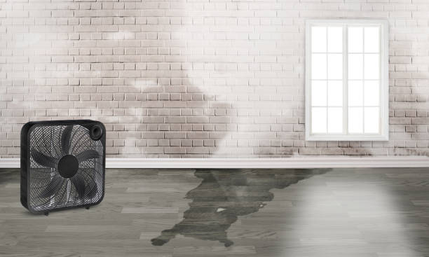 Best Water damage restoration near me  in Hampton, IL